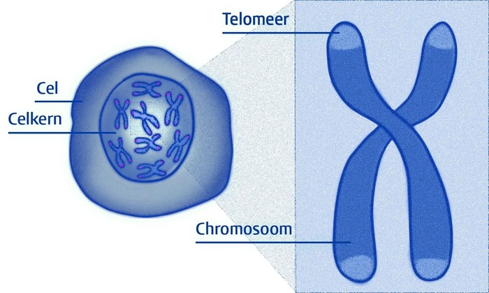 სურათი 1: უჯრედი, ქრომოსომა და ტელომერები
