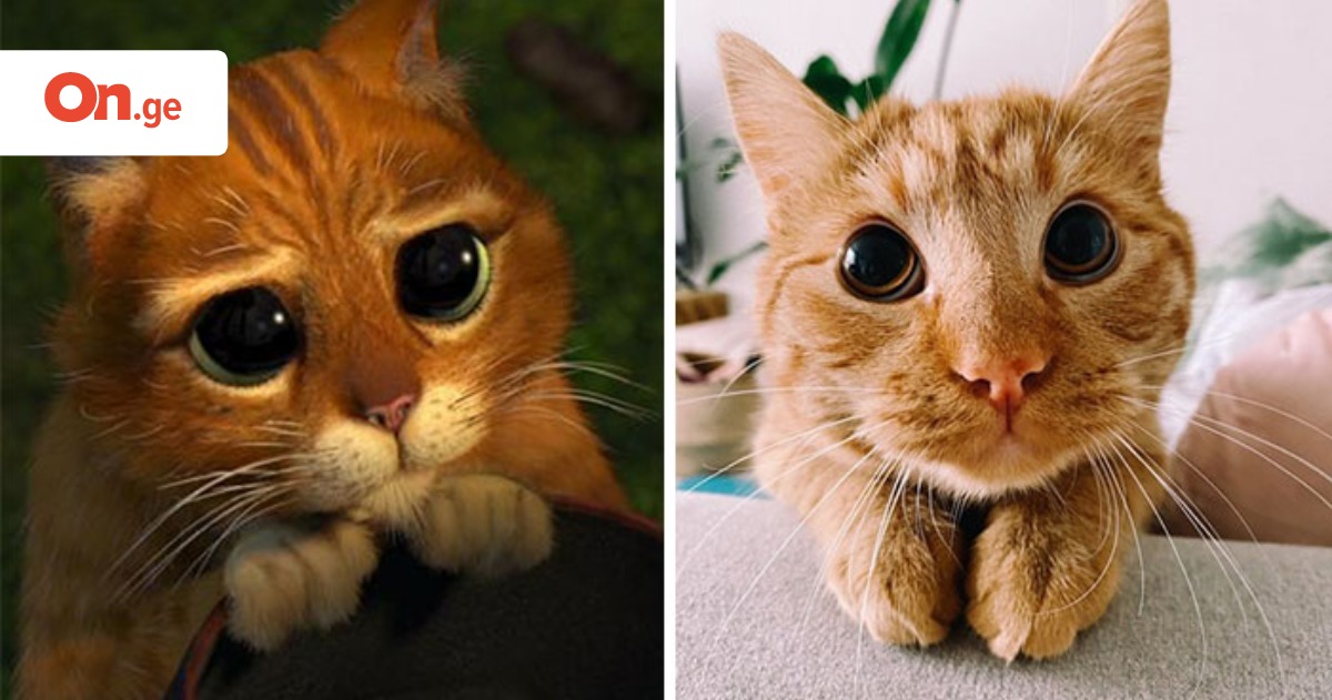 Кот с сапогах с глазами фото