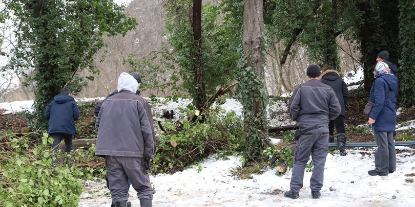 ბოტანიკური ბაღი