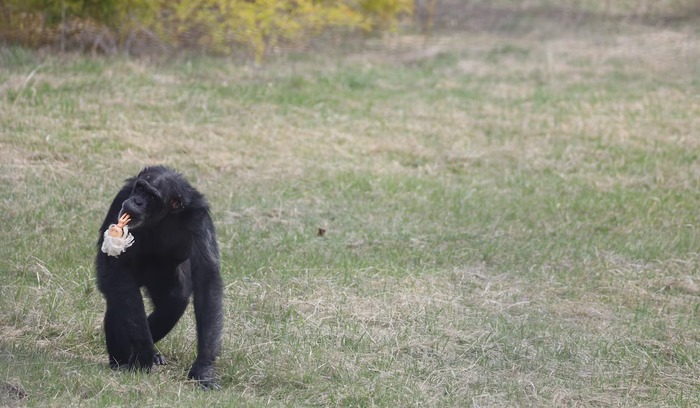 ფოქსი თოჯინასთან ერთად