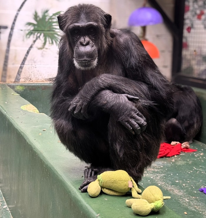 ლიზი გრინჩის სათამაშოებთან ერთად