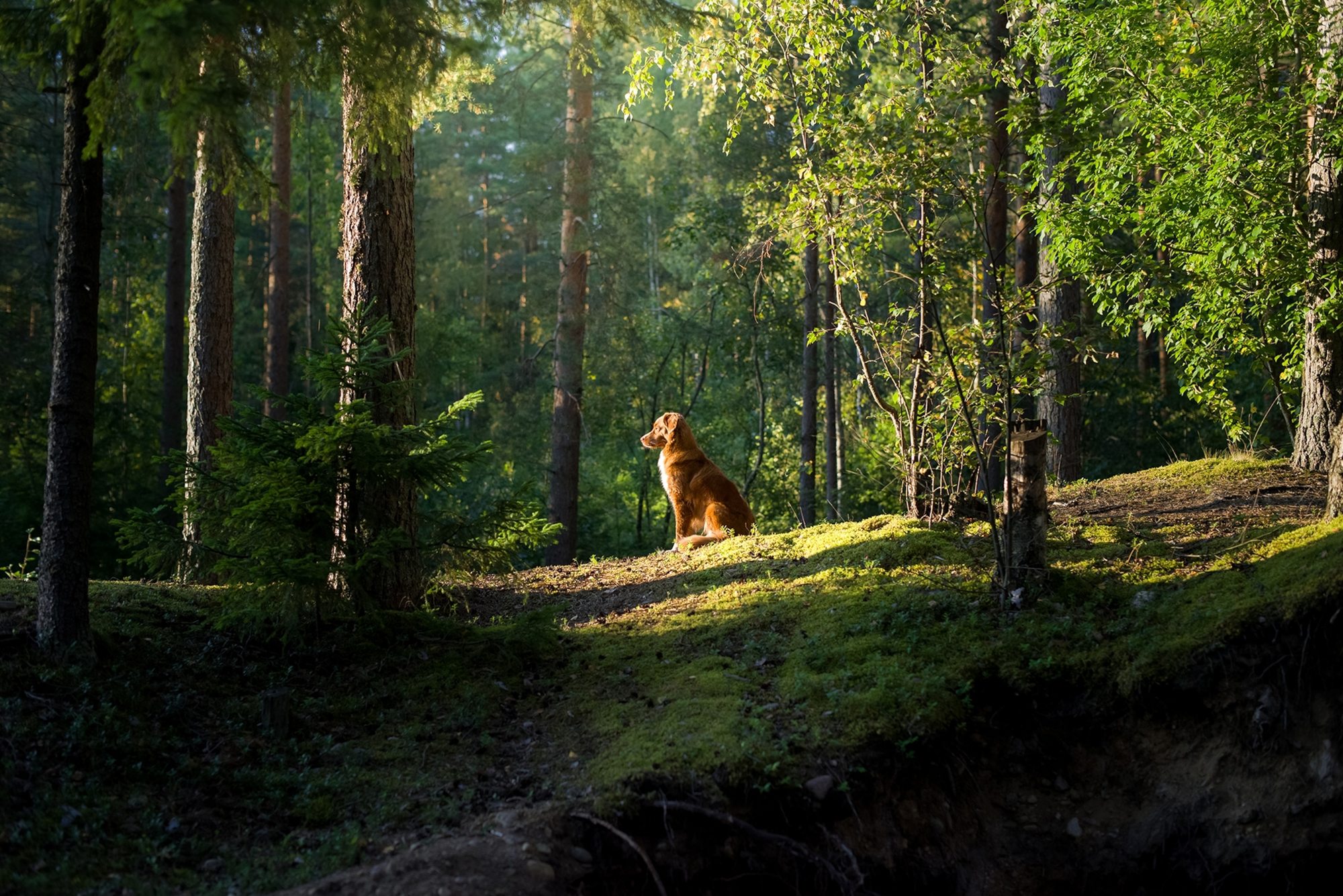 Как потерянные собаки помогли Полу в пути домой?